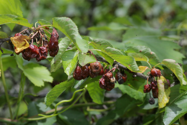 Chantada y O Saviñao, Lugo. Las últimas semanas de lluvias y granizo han destrozado la producción de cerezas en el valle de Chantada y el sur de la provincia de Lugo. La producción de las variedades tardías se puede dar por completamente perdida.