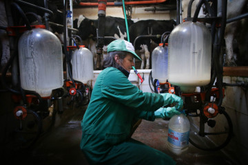 Archivo - Una mujer trabaja durante el ordeño en la ganadería Bértolos e Serranos, a 19 de febrero de 2023, en Macedo, Friol, Lugo, Galicia (España). La ganadería Bértolos e Serranos produce lec