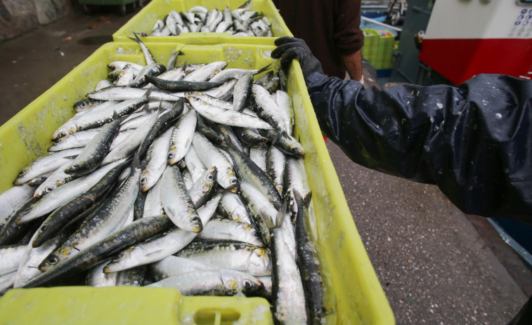 La sardina comienza a escalar la casacada de precios en la previa de San Juan