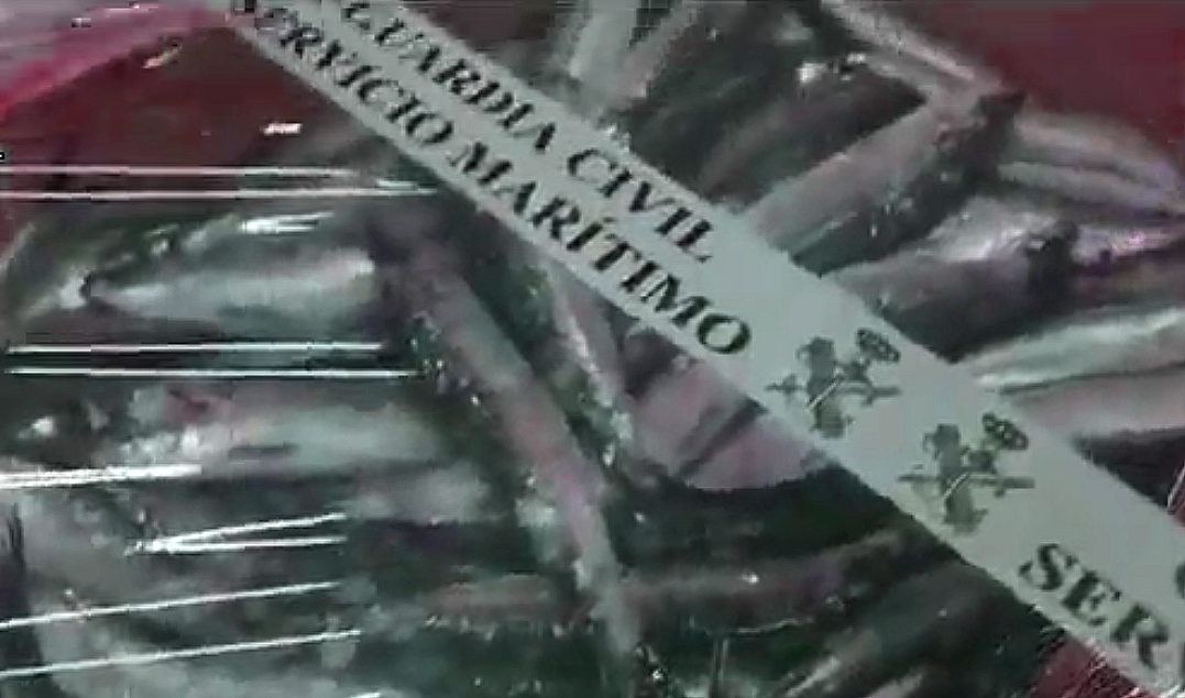Sardina incautada por la Guardia Civil en Muros
