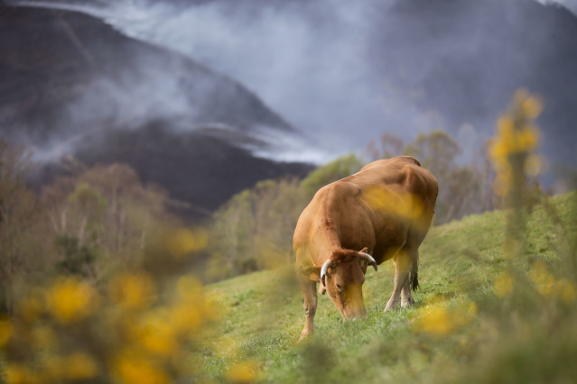 Archivo - Una vaca pasta con un fonde de monte quemado en O Sollío, a 30 de marzo de 2023, en O Sollío, Baleira, Lugo, Galicia (España). El incendio forestal declarado en Baleira (Lugo) continúa activo y afecta ya a 1.100 hectáreas, según recoge el último