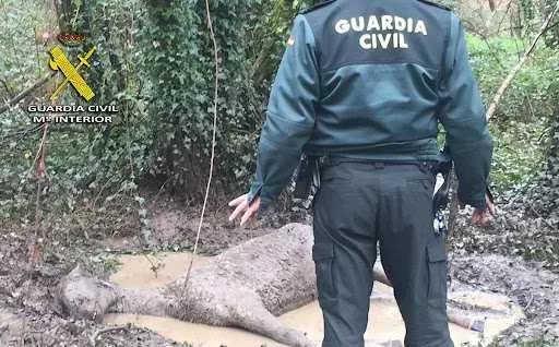 Foto difundida por la Guardia Civil con el cadu00e1ver del caballo