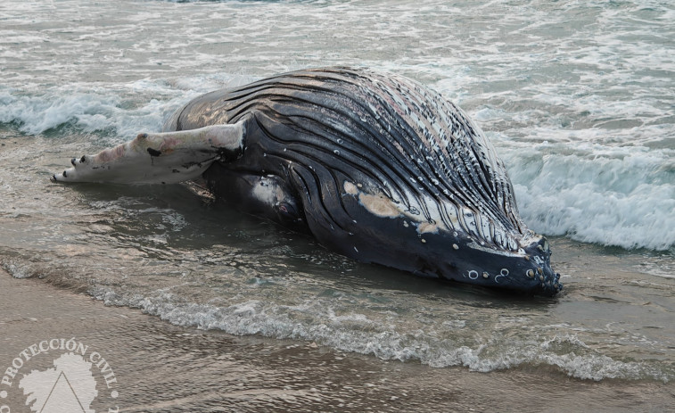 Aparece una ballena jorobada de 10 metros y 8 toneladas en la playa de Marmadeiro, Ferrol