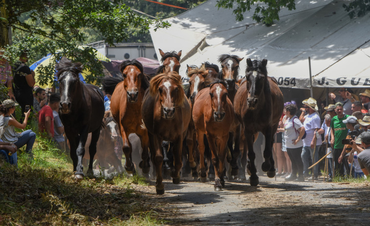 La Rapa das Bestas vuelve a Sabucedo acompañada de una demanda ambiental