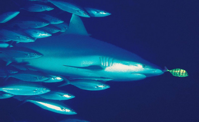 Avistamientos de tiburones: ni mortales ni peligrosos, pero cada vez más frecuentes en las costas gallegas