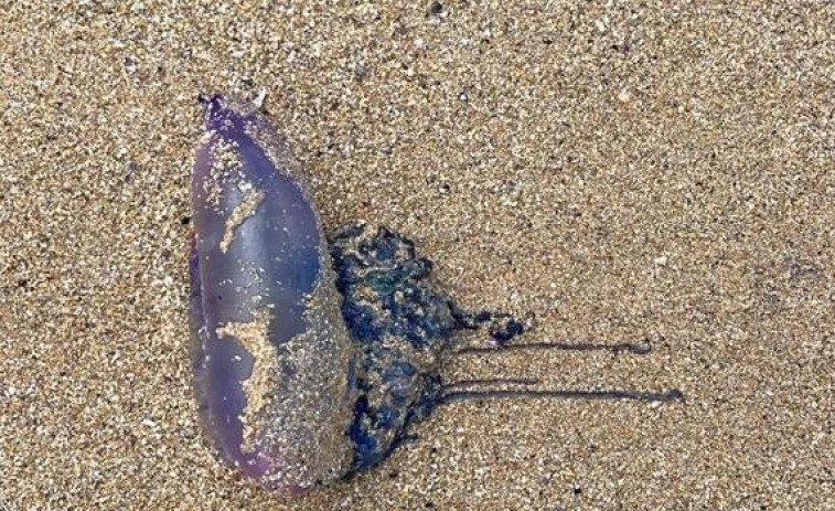 Socorristas de Ferrol alertan de la presencia de medusas velero en varios arenales de la ciudad