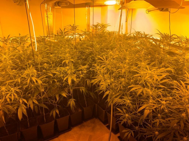 Naturgy detecta en Galicai 14 actuaciones relacionadas con plantaciones ed marihuana