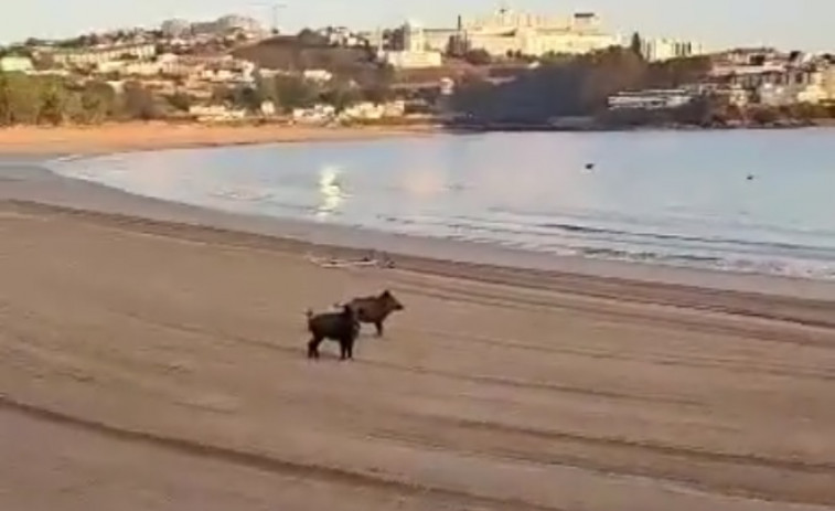 Dos jabalís se pasean por la playa de Santa Cristina, en Oleiros