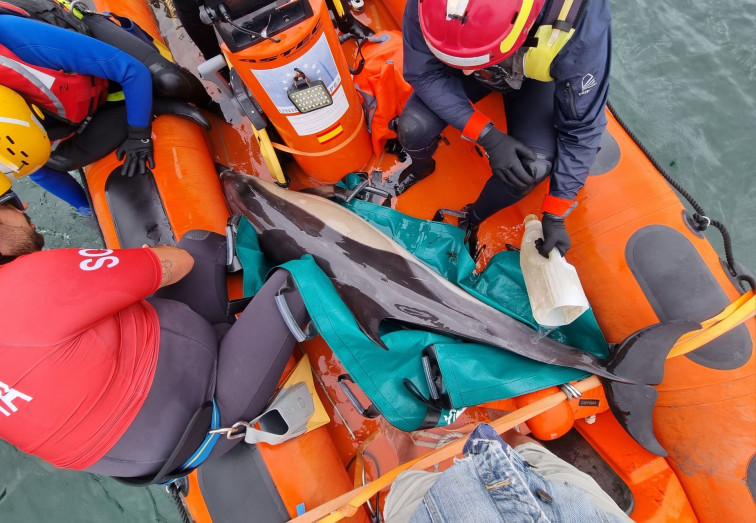 Los delfines salvados en la playa de Seselle, Ferrol, tienen que ser socorridos de nuevo