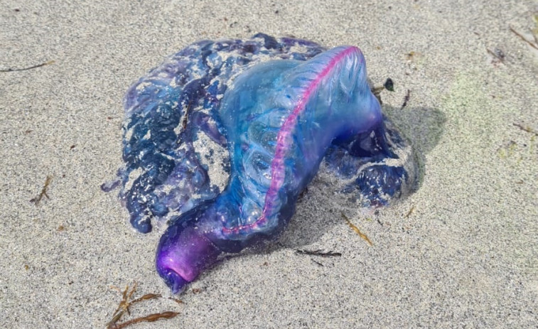 Alerta por ejemplares de la venenosa carabela portuguesa en playas de Vigo y O Grove