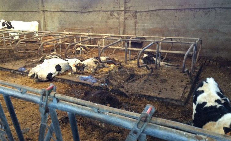 El ganadero de las 40 vacas muertas cree que murieron debido a una 