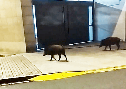 Jabalíes se pasean cerca  de la fábrica de Estrella en A Coruña y uno herido corta el tráfico en A Pasaxe (vídeo)