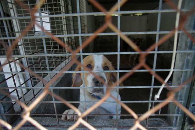 Archivo - Un perro en una sociedad protectora