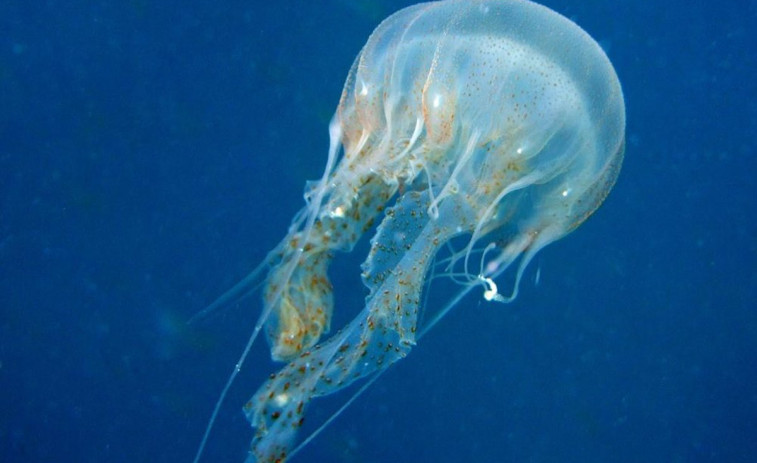 Así hay que actuar y tratar si nos pica una medusa en el mar, según expertos de Quirónsalud