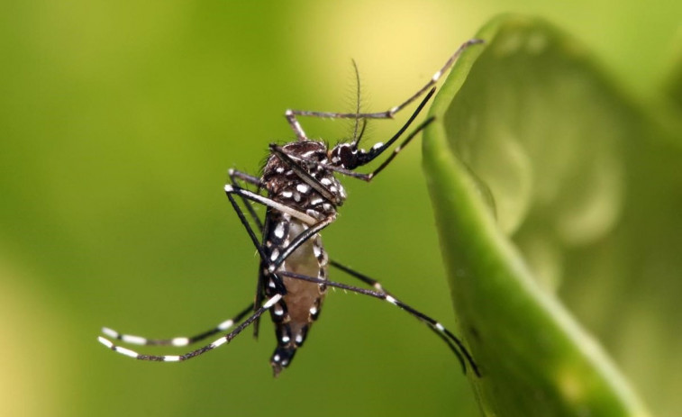 Consejos de Sanidade para combatir el mosquito tigre: repelente específico, manga larga, calzado cerrado...