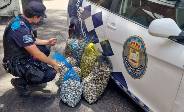 Golpe al furtivismo en las Rías Baixas decomisando 135 kilos de almeja en Poio