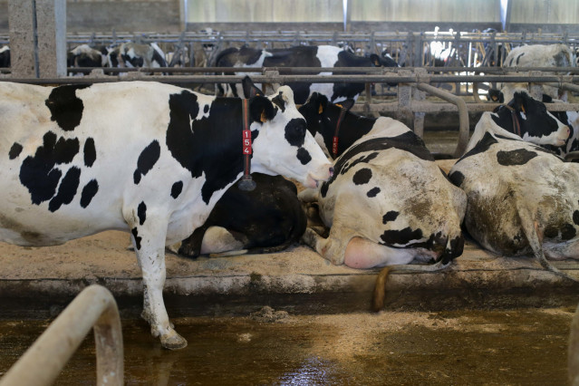 Vacas de una ganadería de lácteo en Sabadelle, a 7 de agosto de 2023, en Chantada, Lugo, Galicia (España).
