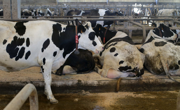 Ganaderos denuncian los problemas para vacunar a sus vacas contra la lengua azul pese a la gratuidad de las vacunas