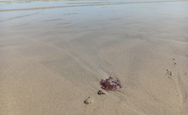 Las medusas colonizan las playas de Carballo y Malpica y obliga a los socorristas a retirarlas