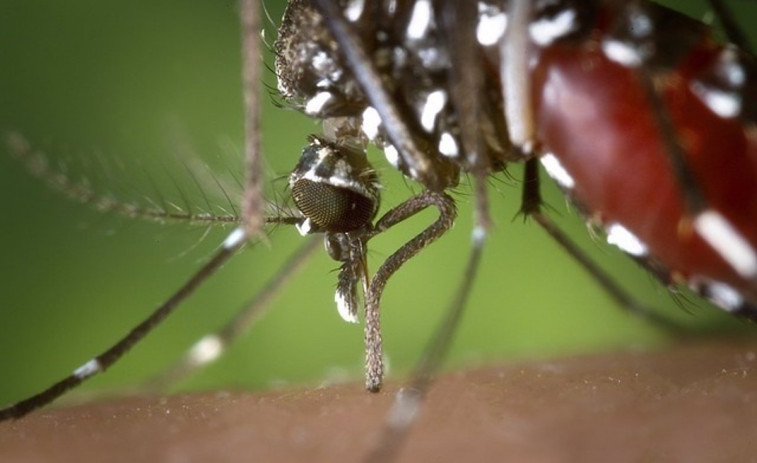 La amenaza del mosquito tigre llega hasta Cangas al identificar el primer ejemplar en la localidad