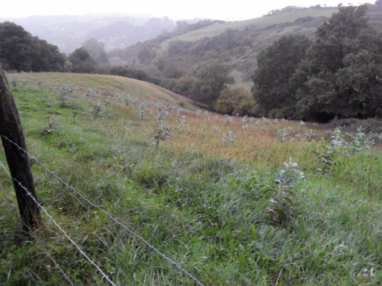 Investigan la legalidad de la plantación de eucaliptos del edil del PP de Vilasantar expedientado por riegos irregulares