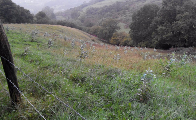 Investigan la legalidad de la plantación de eucaliptos del edil del PP de Vilasantar expedientado por riegos irregulares