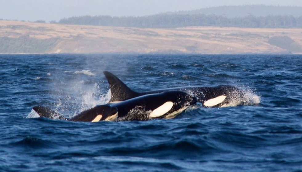 Orcas