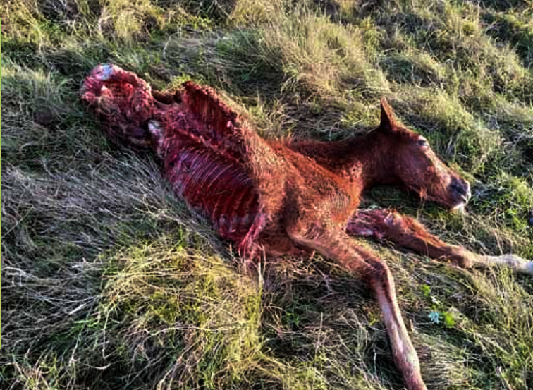 Europa puede revisar el veto a la caza del lobo instaurada en España ante la alza de ataques