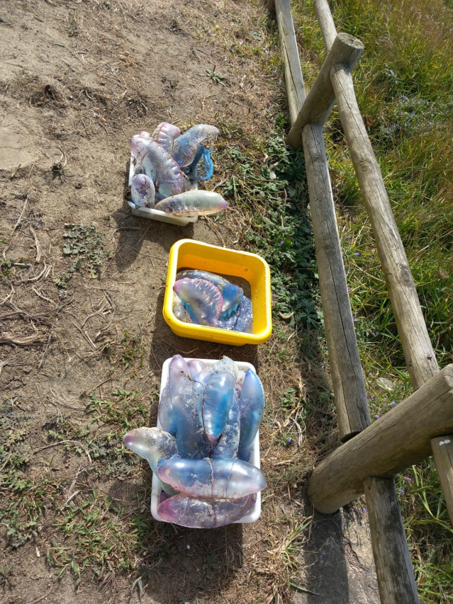 La presencia de carabelas portuguesas obliga a cerrar al baño las playas de Ferrol, salvo las del interior de la ría