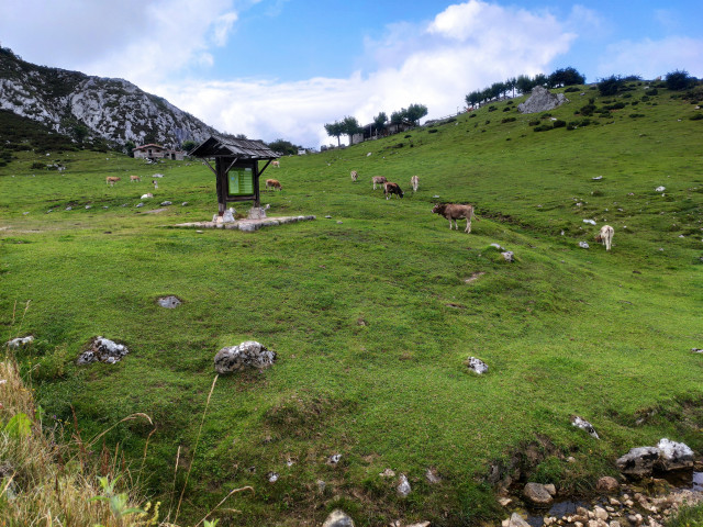 Archivo - Vacas de la raza asturiana de los valles pastando en el entorno de los Lagos de Covadonga.