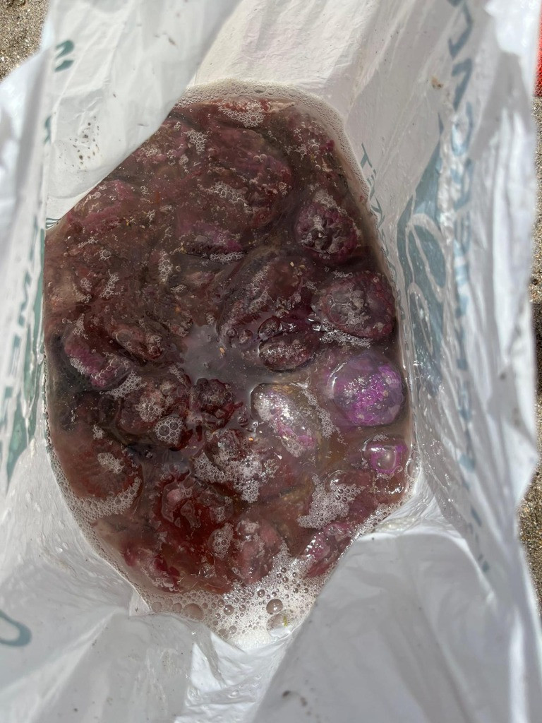 Pelagia noctiluca recogida en playas del mediterraneo este verano en una foto de infomedusa