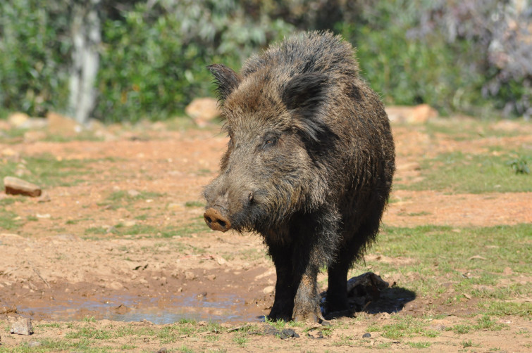 Un jabalí derriba a un motorista en Vigo, hiriéndole