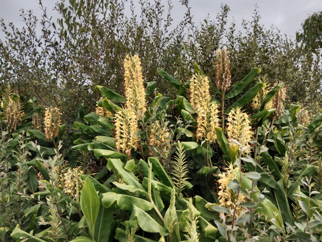 Jengibre del Himalaya.