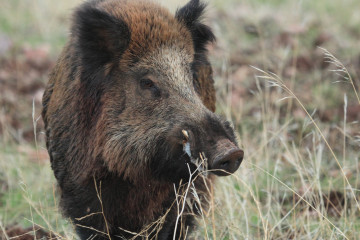 Archivo - Jabalí
