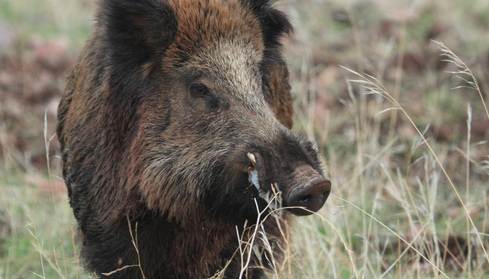 Archivo - Jabalí