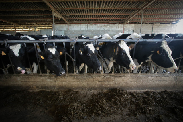 Archivo - Imagen de archivo de varias vacas en una granja gallega