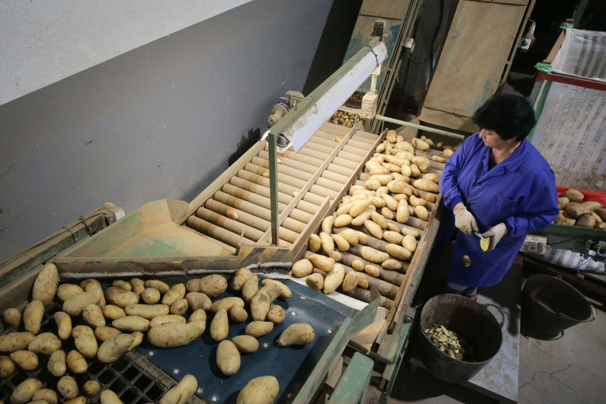 Una mujer trabaja en un almacén de patatas, a 22 de septiembre de 2023, en Sampaio, Lugo, Galicia.