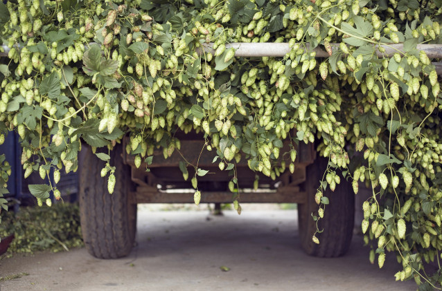 Archivo - Cosecha de Lúpulo 2015. Recogida de lúpulo en Galicia, Abegondo.