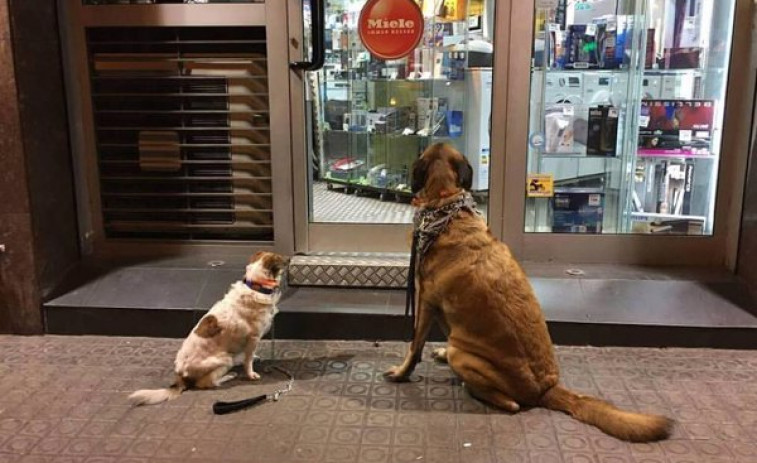 500 euros de multa para una viguesa que dejó atado a su perro a la puerta de una farmacia