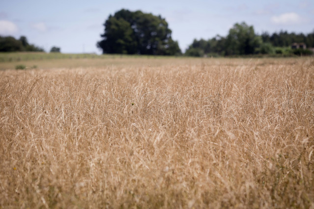Archivo - Recogida de trigo en la parroquia de Calvo, a 31 de julio de 2023, en Abadin, Lugo, Galicia (España). El sector ganadero prevé un aumento de los costes de piensos y forrajes los próximos meses, debido a que España enfrenta una cosecha de cereale