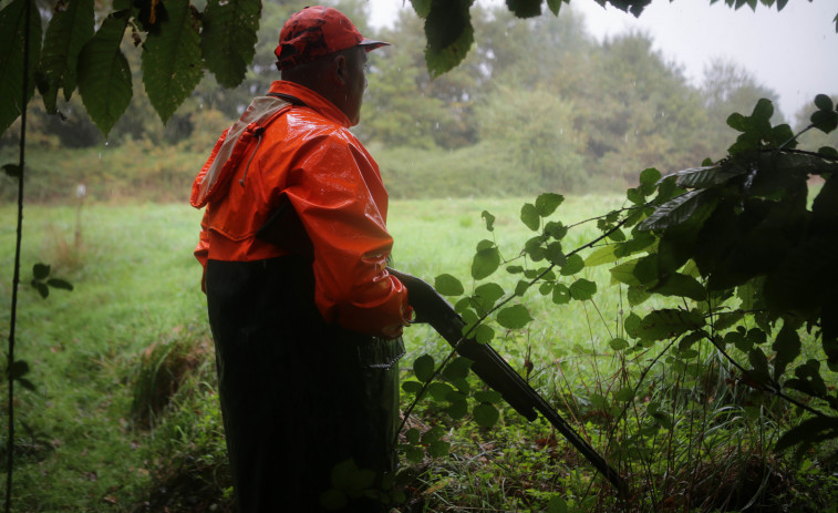 Arranca en Galicia la temporada de caza, que se extenderá hasta el 6 de enero de 2024