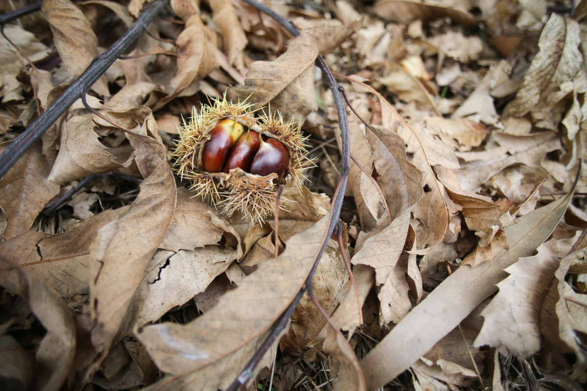 Erizo de castañas abierto sobre un manto de hoja caída, el día que da comienzo el otoño 2023, a 20 de septiembre de 2023, en Baleira, Lugo, Galicia (España). El otoño de 2023 en el hemisferio no
