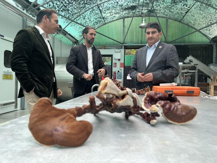 La gallega Hifas da Terra lanza un hongo para potenciar la salud sexual