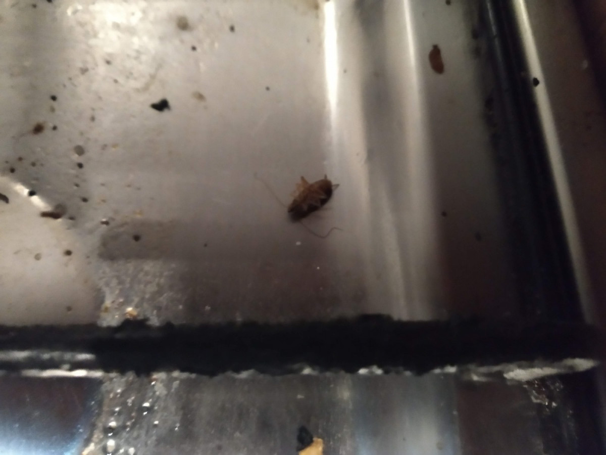 Cucarachas en Fisterra 11 en una foto facilitada por los inquilinos