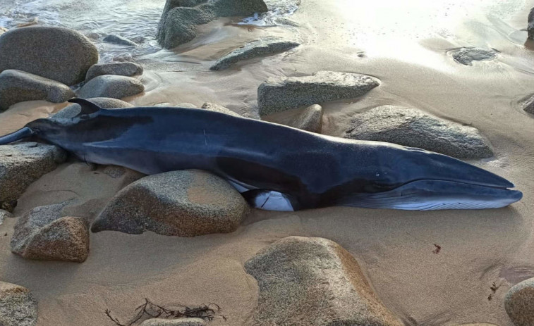 Encuentran una ballena aliblanca barada en la playa de Foxos, en Sanxenxo