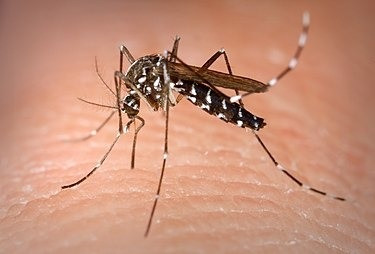 Las bajas temperaturas y lluvias intensas reducen notablemente la población de mosquito tigre, aparecido el pasado mes de agosto en Moaña