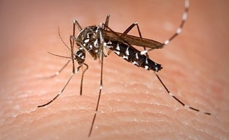 Las bajas temperaturas y lluvias intensas reducen notablemente la población de mosquito tigre, aparecido el pasado mes de agosto en Moaña