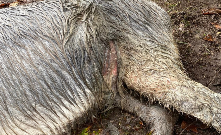Aumenta el maltrato y el abandono animal en Galicia por falta de políticas preventivas, alerta ONG