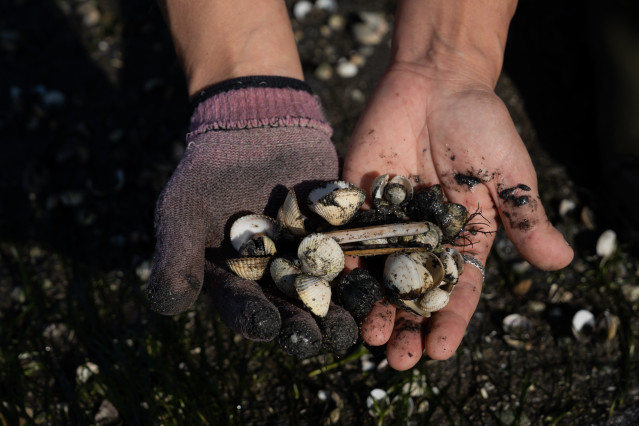 Una mujer sostiene en las manos crías de almeja en la ensenada de San Simón, Rías Baixas, a 17 de noviembre de 2023, Pontevedra, Galicia (España). La mortandad del marisco se extiende por las rías gallegas tras un mes de tormentas y aperturas de presas qu