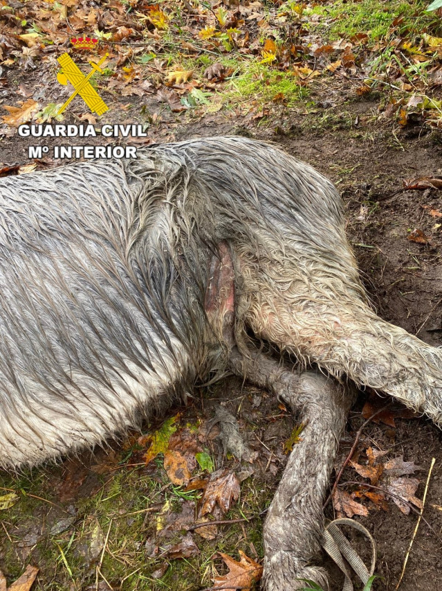 Burro maltratado y herido por un vecino de Dumbría (A Coruña)